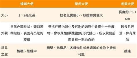 老鼠 糞便|蟑螂大便都是細菌，不是掃完就沒事！教你6步驟清。